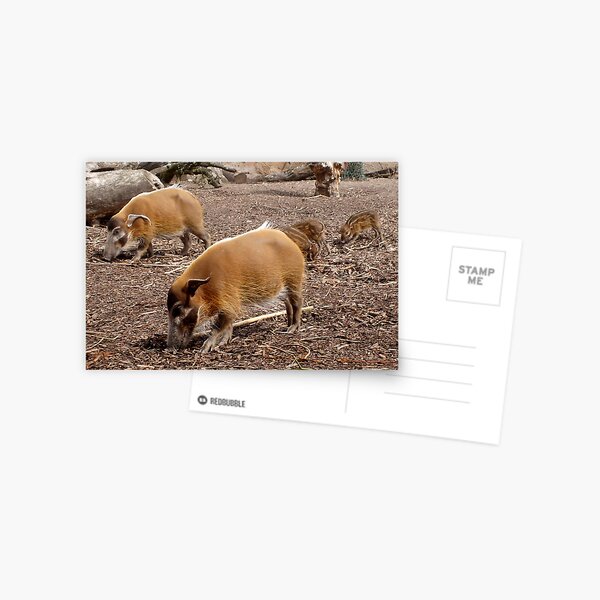 Item preview, Visayan Warty Pigs designed and sold by AnnDixon.