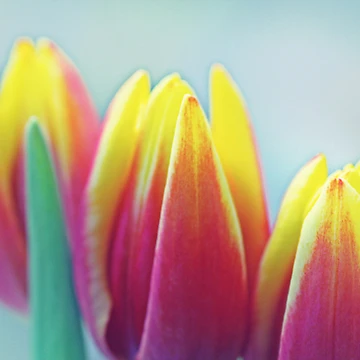 Artwork thumbnail, SpringColor by Roswitha Lorz