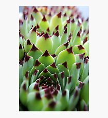 Spike Photographic Print