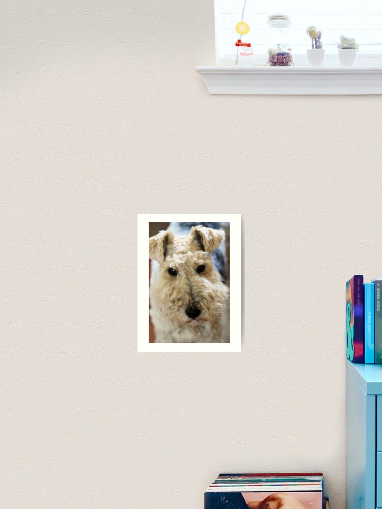 giant wire haired terrier