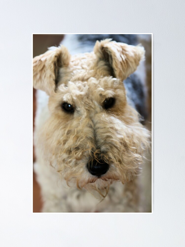 Wire Haired Fox Terrier Poster By Rhallam Redbubble