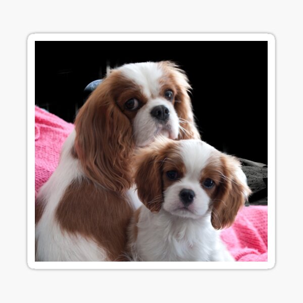 Cavalier Mum and Baby Sticker
