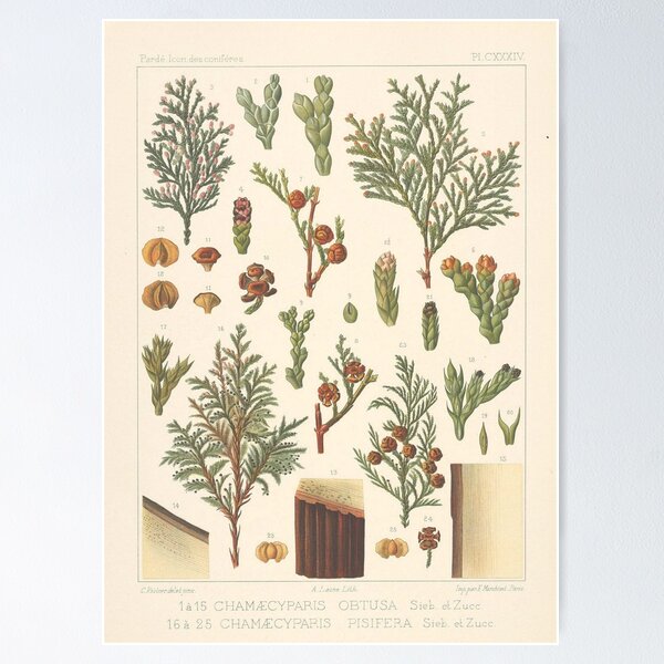 Item preview, Botanical Cedar designed and sold by BlueSpecsStudio.