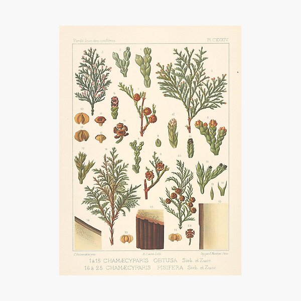 Item preview, Botanical Cedar designed and sold by BlueSpecsStudio.