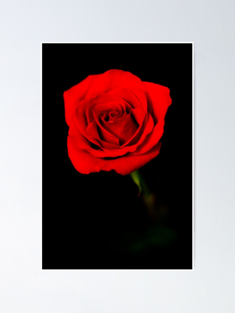 Imagen 1 de 3, Póster con la obra Profoundly Tender, diseñada y vendida por SimonMarsden.