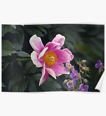 Flower Poster