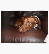 Sleepy dog Poster
