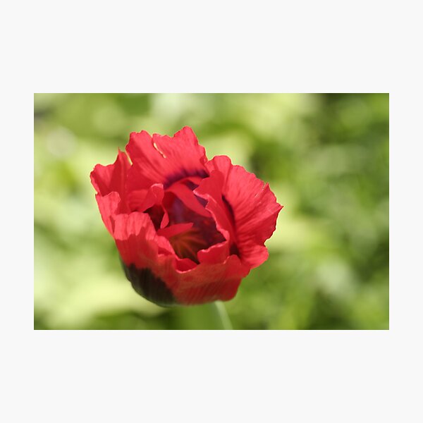 Poppy Photographic Print