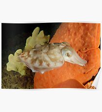 Reaper Cuttlefish - Sepia mestus Poster