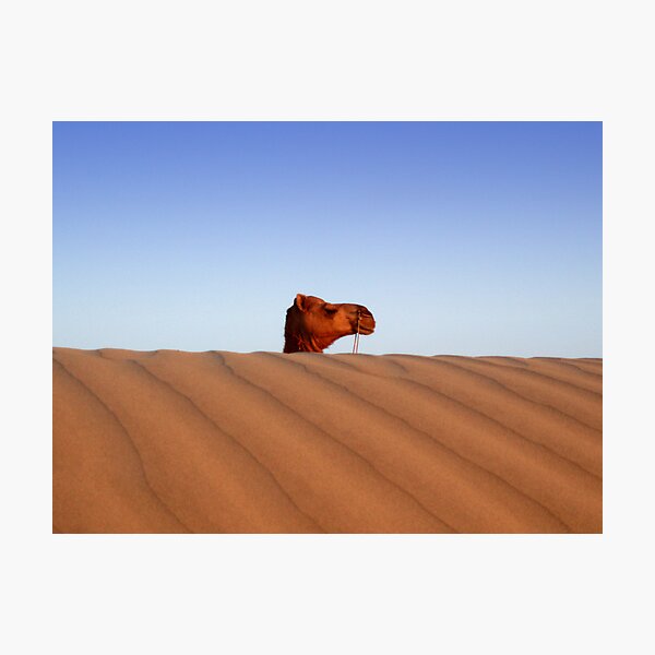 Item preview, Camel Head, India designed and sold by westgoeseast.