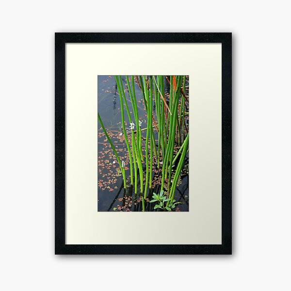 Item preview, Reeds in Bloom designed and sold by Geoff Smith.
