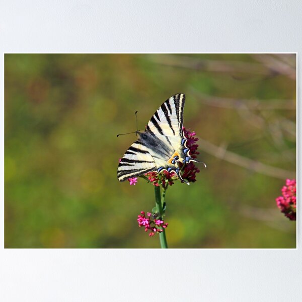 Item preview, Butterfly designed and sold by Chris Mallon.