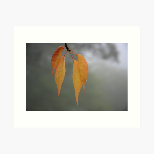 Item preview, Leaf in the Mist designed and sold by Geoff Smith.