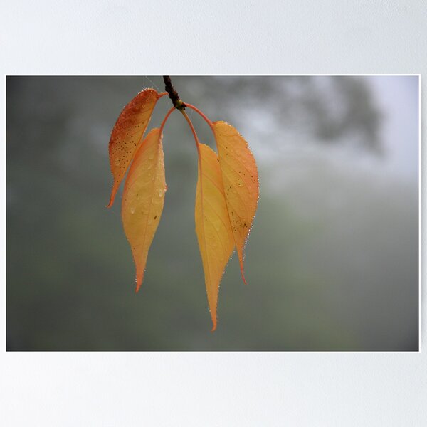 Item preview, Leaf in the Mist designed and sold by Geoff Smith.