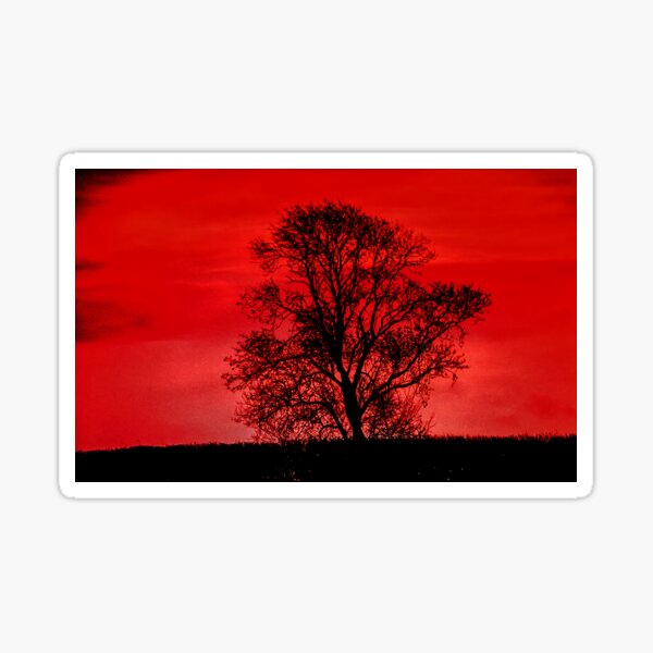 Tree at sunset Sticker