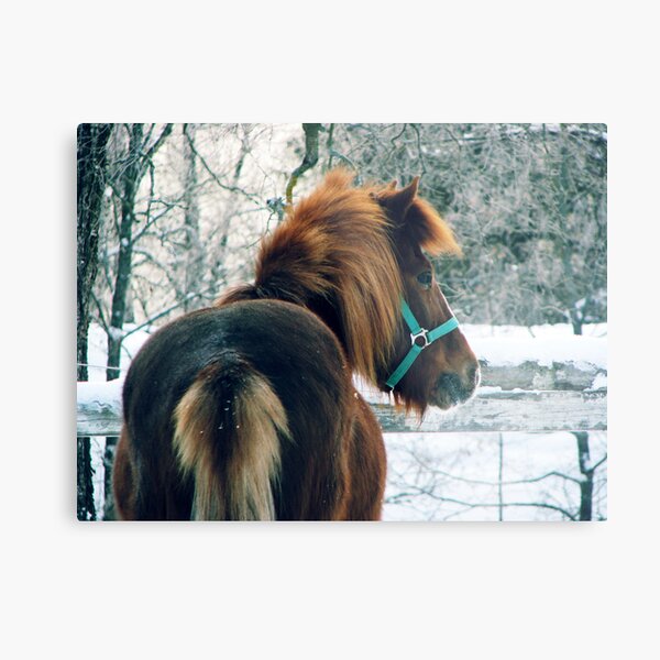 23.2.2011: Icelandic Horse Metal Print