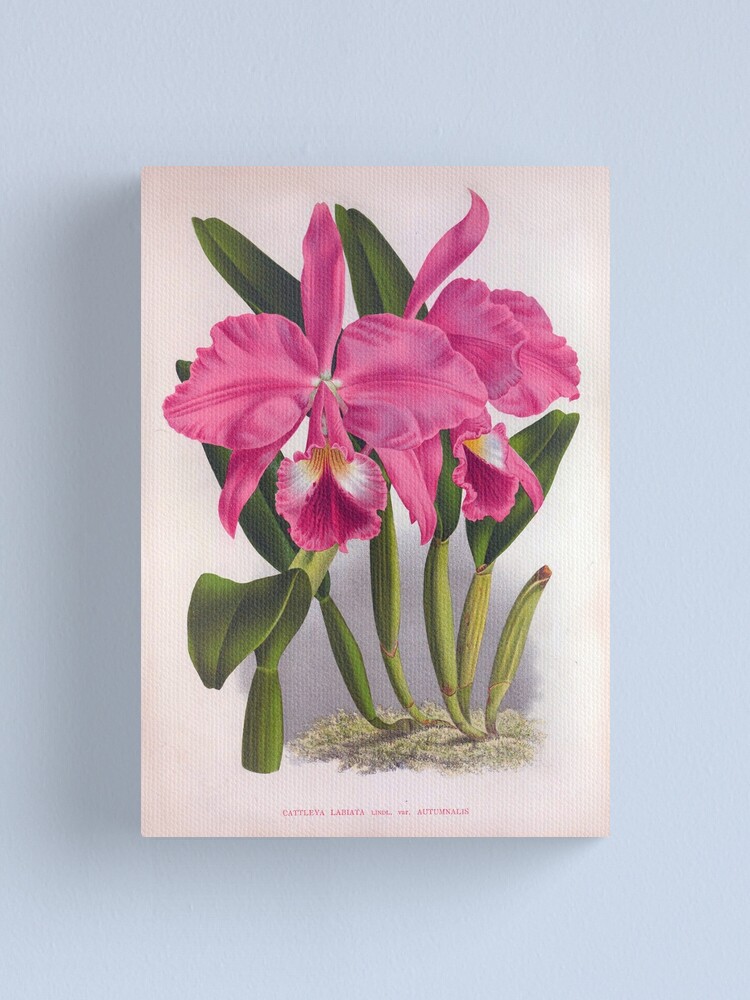 Cattleya Labiata Vintage Deep Pink Orchids 