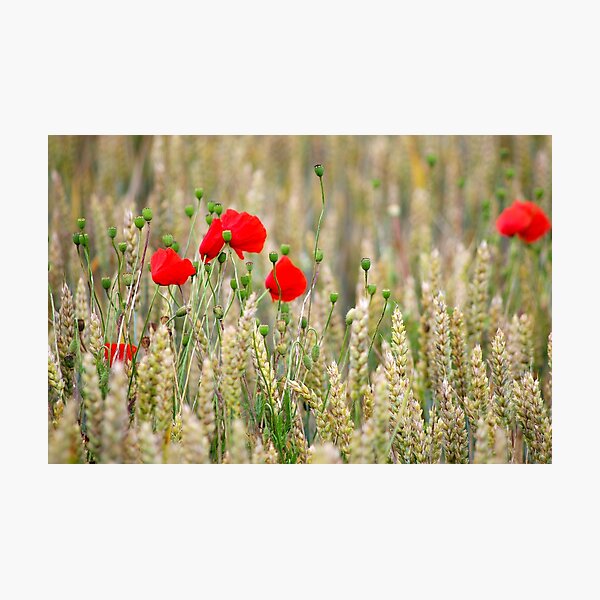 Coquelicot Impression photo