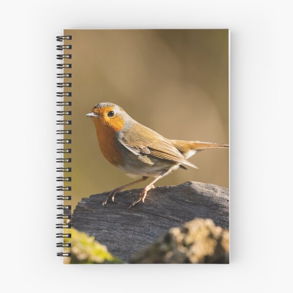 Item preview, European Robin, Lago di Alviano, Umbria, Italy designed and sold by AndrewJonesFoto.