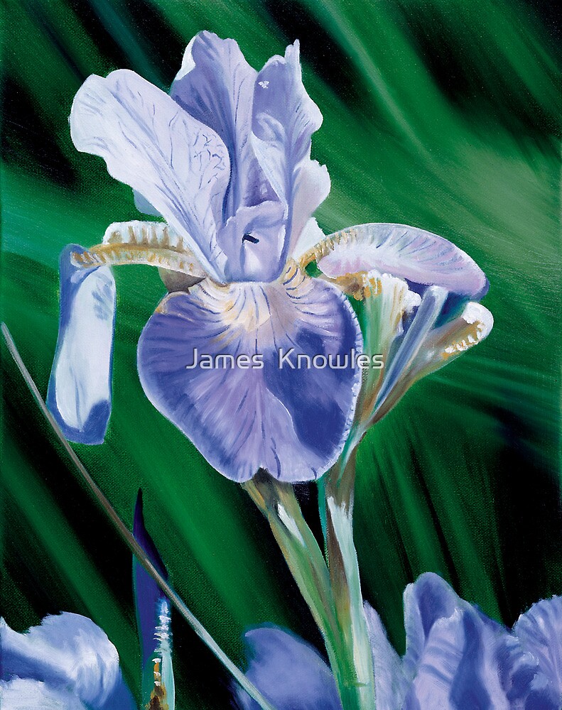 ""Iris" oil painting of an Iris" by James Knowles Redbubble