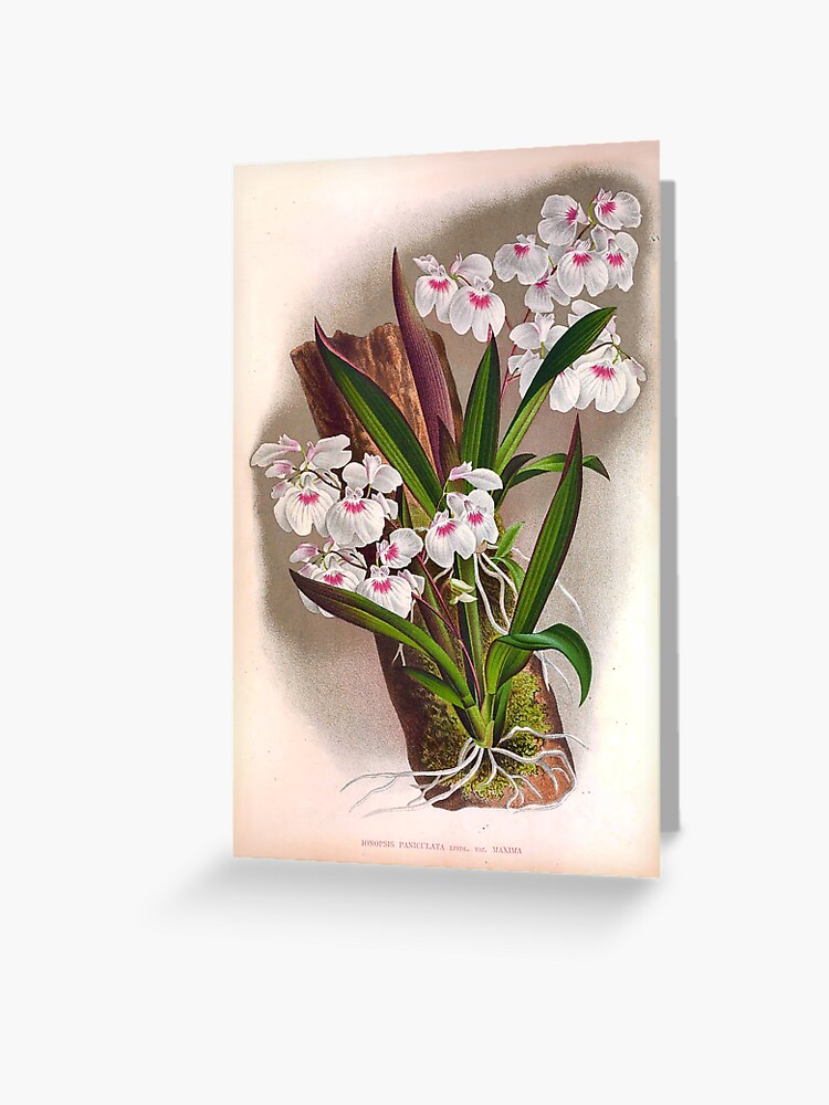 Tarjetas de felicitación «Ionopsis Paniculata Vintage Pequeñas Orquídeas  Blancas» de ThatsMyStyle | Redbubble