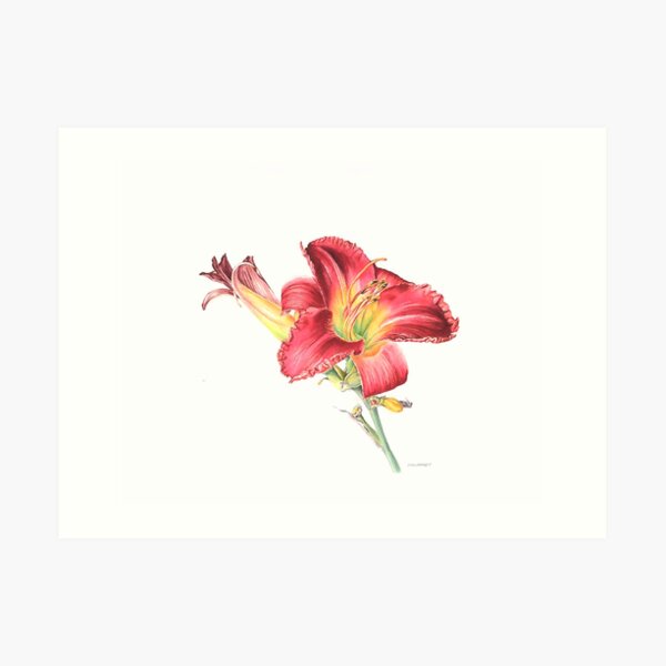 Daylily Art Print