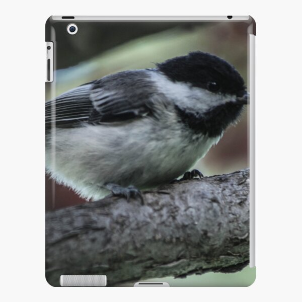 Chickadee Perched. iPad Snap Case