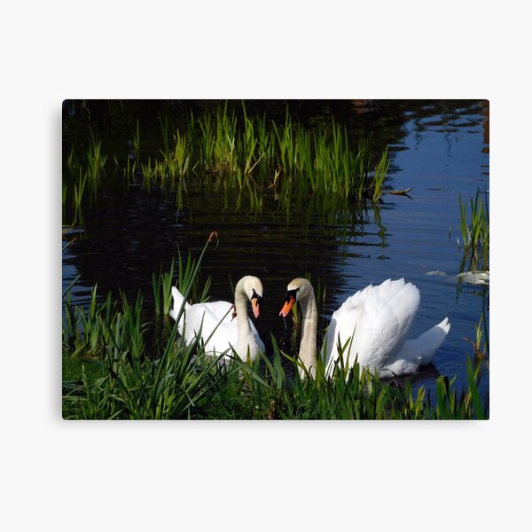 Swans Bletchley Park Canvas Print