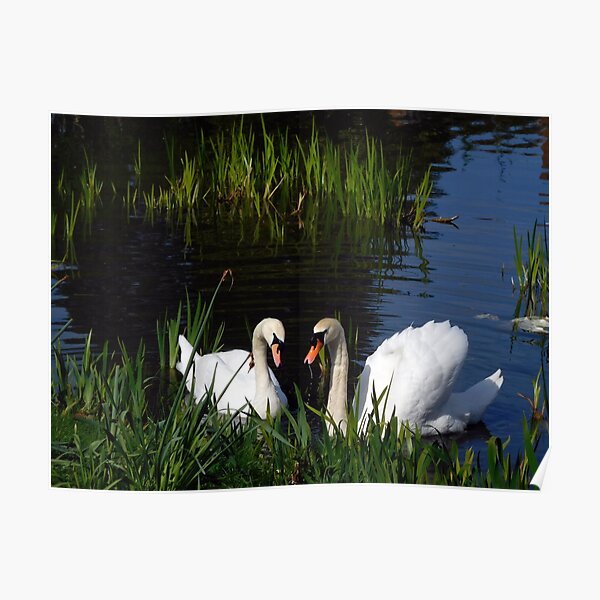 Swans Bletchley Park Poster