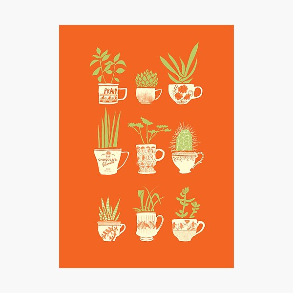 Teacup Succulents Photographic Print