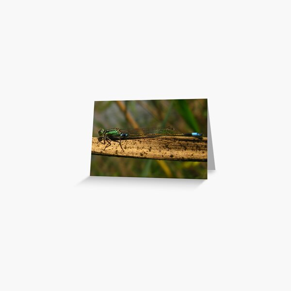 Blue Damsel Greeting Card