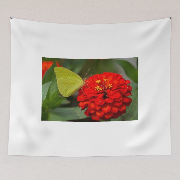 Item preview, Clouded Sulphur on Red Zinnia designed and sold by Brenda Burnett.