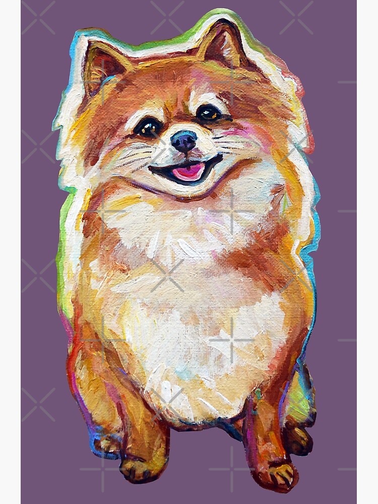 super cute pomeranians