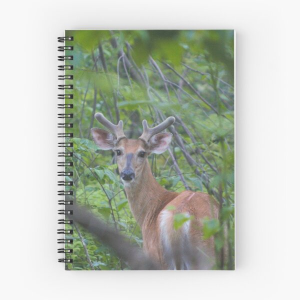 Item preview, Deer at Shenandoah National Park designed and sold by Zach Auerbach.
