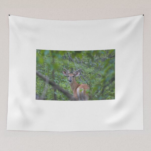Item preview, Deer at Shenandoah National Park designed and sold by Zach Auerbach.