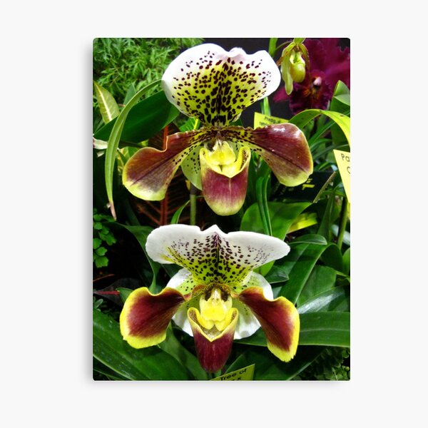 Item preview, Opulent Orchids designed and sold by MarianBendeth.