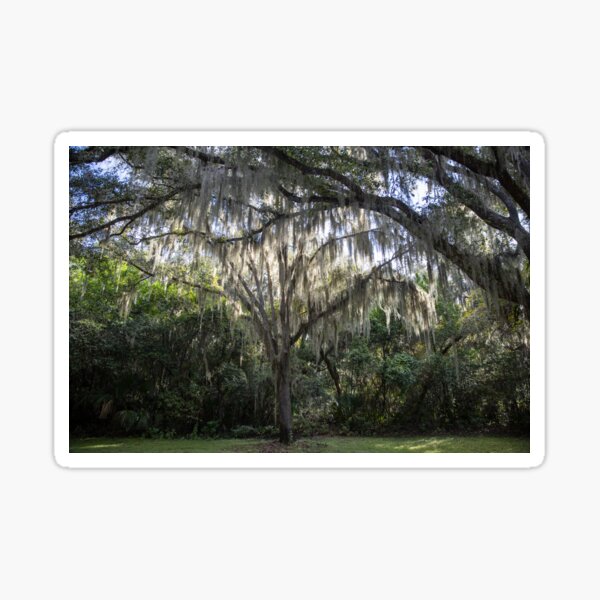 Item preview, Trees and Spanish Moss - Fort Caroline, FL designed and sold by Lesswired.