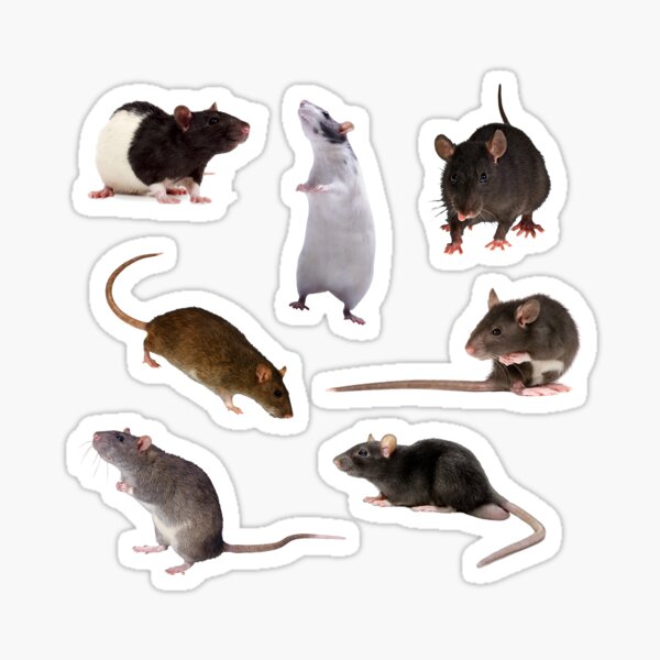 rat sticker sheet Sticker