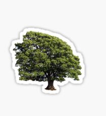 Large Oak Tree (Isolated on white background) Sticker