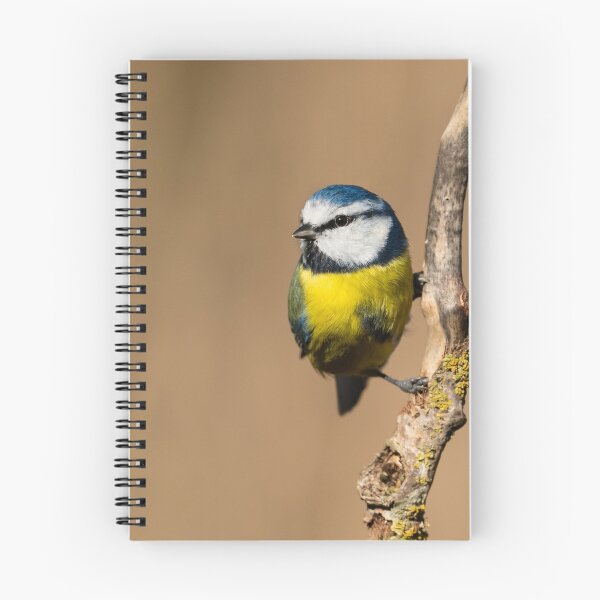 Item preview, European Blue Tit, Lago di Alviano, Umbria, Italy designed and sold by AndrewJonesFoto.