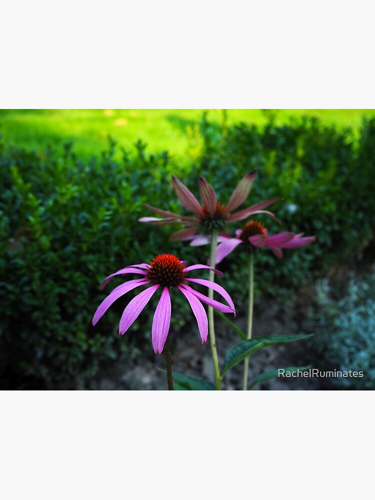 Purple flowers make me happy! by RachelRuminates