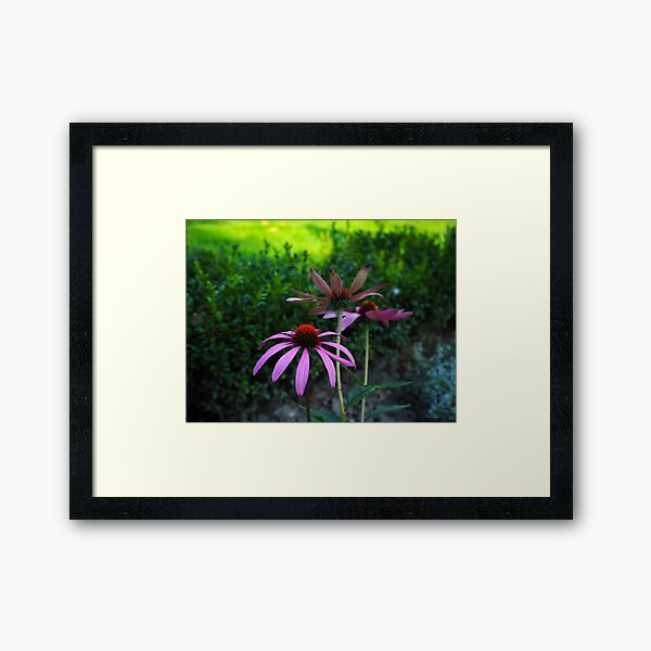 Purple flowers make me happy! Framed Art Print