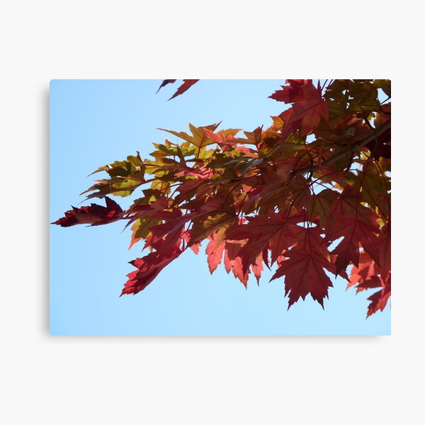 Autumn Glow II Canvas Print
