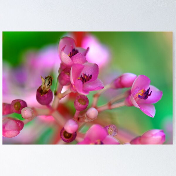Item preview, Floral Symphony designed and sold by Extraordinary Light.