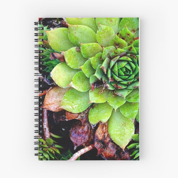 Aperçu de l'œuvre Hen and Chicks créée et vendue par Karen  Rubeiz.