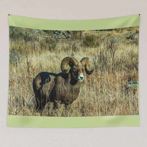Item preview, Rocky Mountain Bighorn Sheep designed and sold by Bryan Spellman.