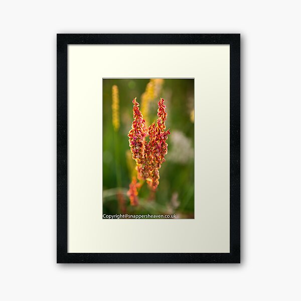 Wild pink flowers from Meadow flower collection Framed Art Print