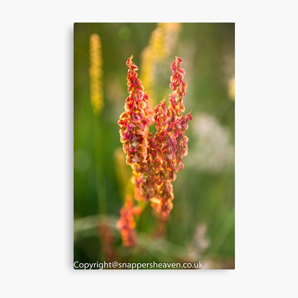 Wild pink flowers from Meadow flower collection Metal Print