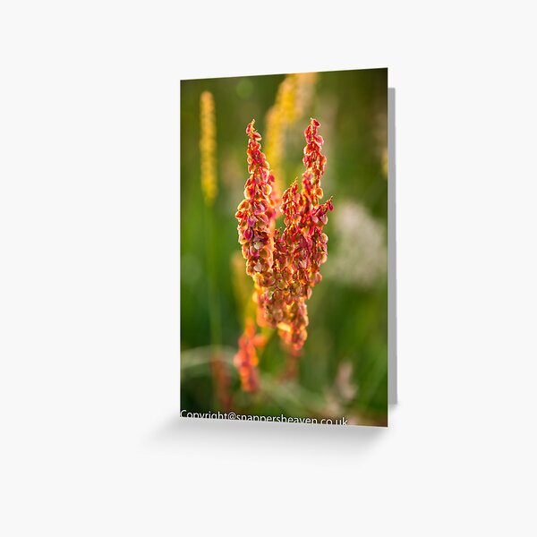 Wild pink flowers from Meadow flower collection Greeting Card