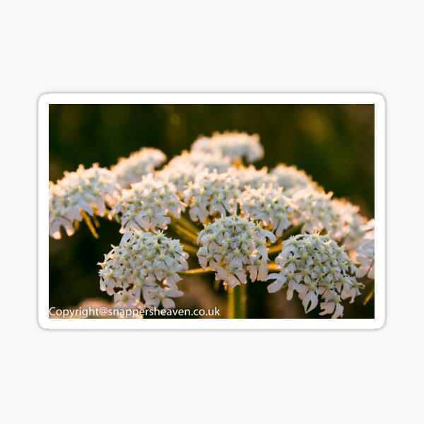 Cowslip in the Meadowflower collection Sticker